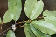 Meteoromyrtus wynaadensis